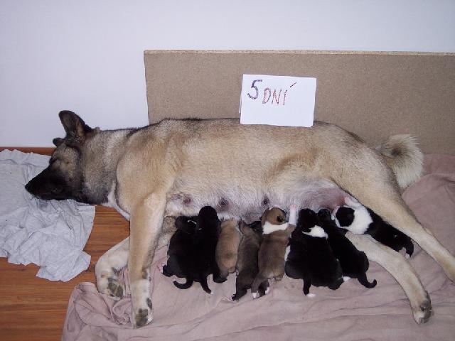 Fotky: Americk� akita (foto, obrazky)