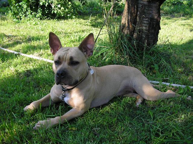 Fotky: Americk� staford�irsk� terier (foto, obrazky)