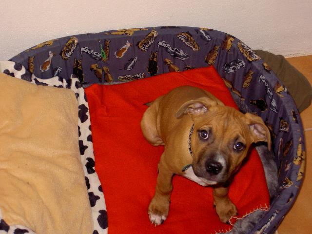 Fotky: Americk� staford�irsk� terier (foto, obrazky)