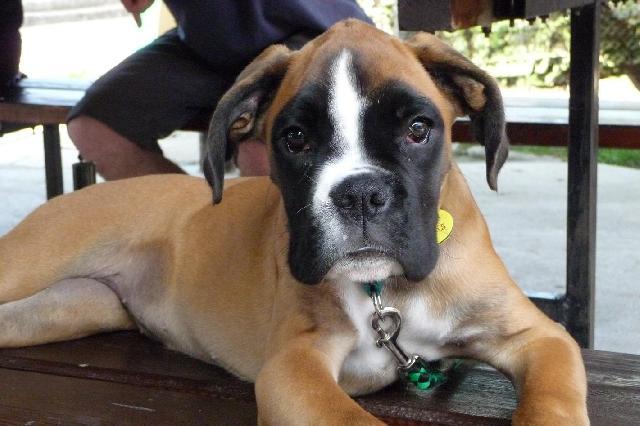 Fotky: N�meck� boxer (foto, obrazky)