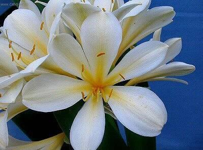 Fotky: Kl�vie, �emenatka (foto, obrazky)