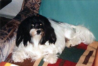 Fotky: Petit chien lion, Lv��ek (foto, obrazky)