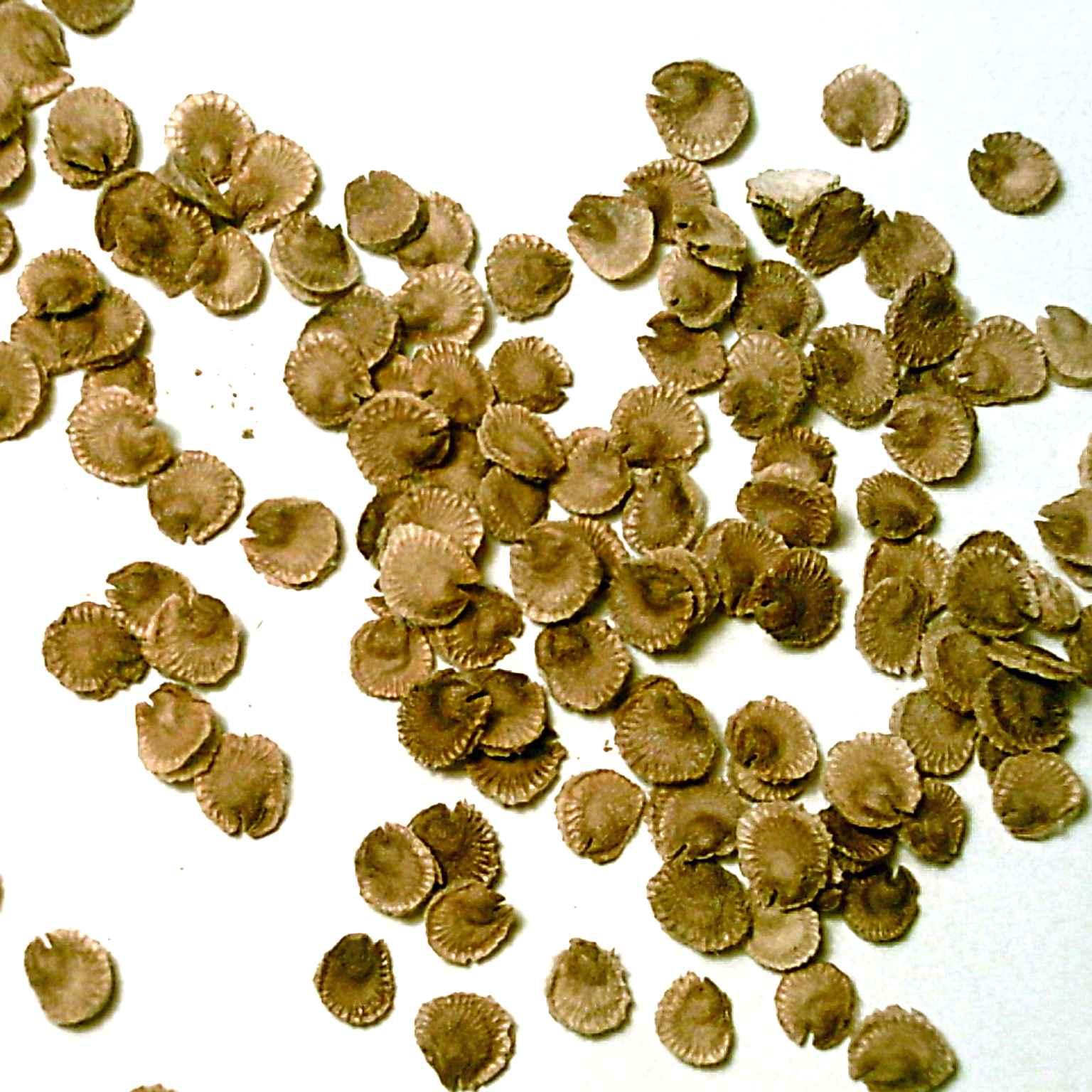 Fotky: Mno�en� rostlin (foto, obrazky)