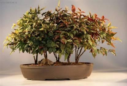 Fotky: Nebesk� bambus (foto, obrazky)