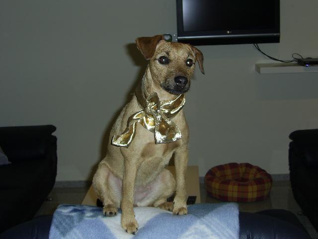 Fotky: Patterdale teri�r (foto, obrazky)