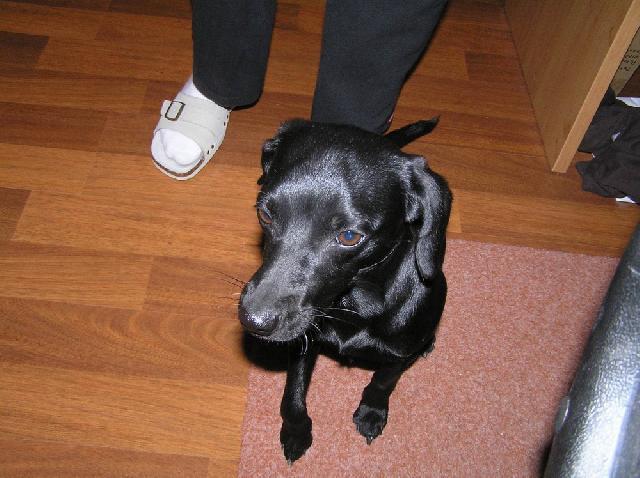 Fotky: Patterdale teri�r (foto, obrazky)