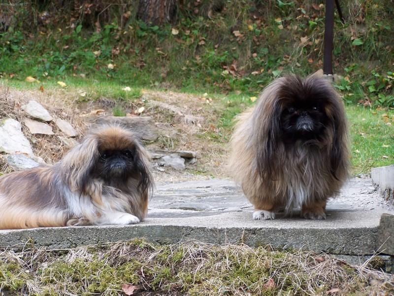 Fotky: Pekingsk� pal�cov� ps�k, pekin�z (foto, obrazky)