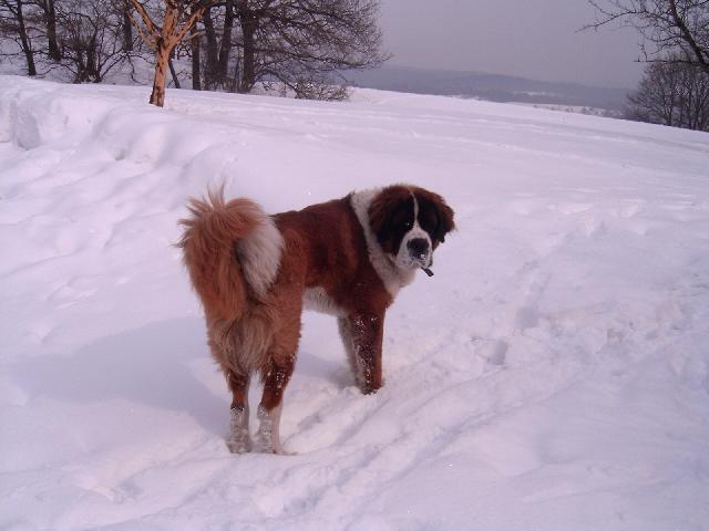 Foto: Svatobernarsk� pes-N� Bonif�cek. Majitelka: Vojtkov� Blanka (Tak tohle je n� Bernard�n a ��k�me mu Bonif�c. Je to ��asnej pes, uvedl se jako dob�e hl�daj�c� pes k domku. Dok�e vytu�it v lidech, kdo je zlej a kdo ne. Jinak je velice milej a p��telskej. Je to opravdu nejle