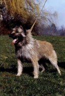 Ardenský bouvier