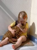 Bengálská kočka, leopardí kočka