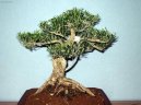 Buxus harlandii, buxus microphylla sinica, Zimostráz