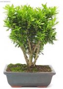 Buxus harlandii, buxus microphylla sinica, Zimostráz
