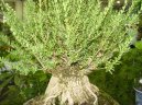 Buxus harlandii, buxus microphylla sinica, Zimostráz