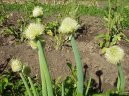 Cibule zimní - sečka