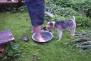 Foxterier drsnosrstý