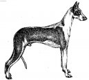 Ibizský podenco