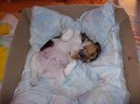 Jack Russelův Teriér