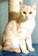 Kurilský bobtail krátkosrtsý