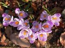 Pokojové rostliny:  > Šafrán (Crocus)