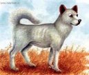 Psí plemena:  > Sanšu (Sanshu Dog)