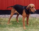 Psí plemena:  > Schillerův honič (Schillerstovare, Schiller Hound)