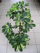 Pokojové rostliny:  > Šeflera (Schefflera)