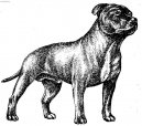 Stafordšírský bullterier