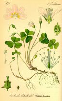 Pokojové rostliny:  > Šťavel Kyselý (Oxalis acetosella L.)