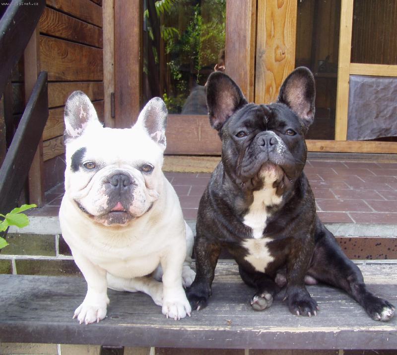 Foto: nerozlu�n� dvojka