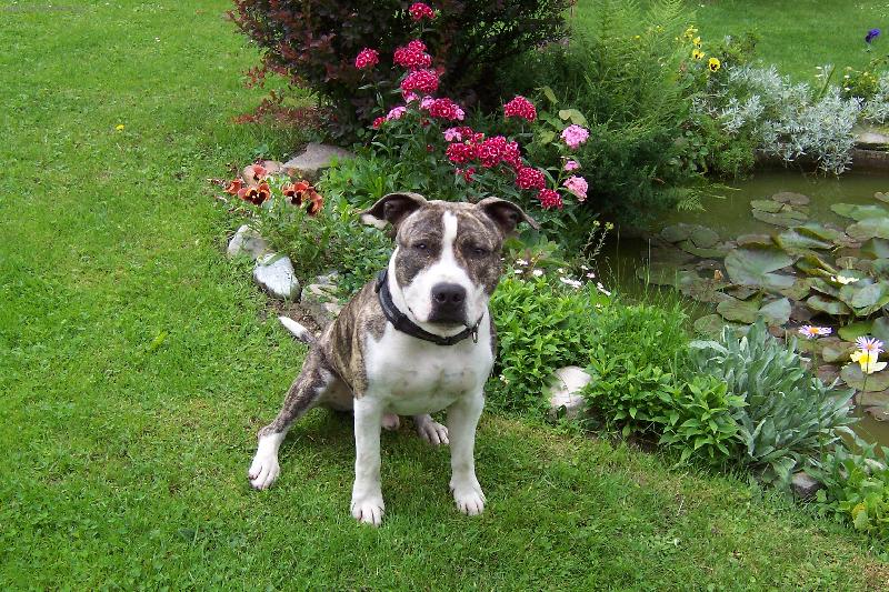 Foto: Muj haf�k Rocky