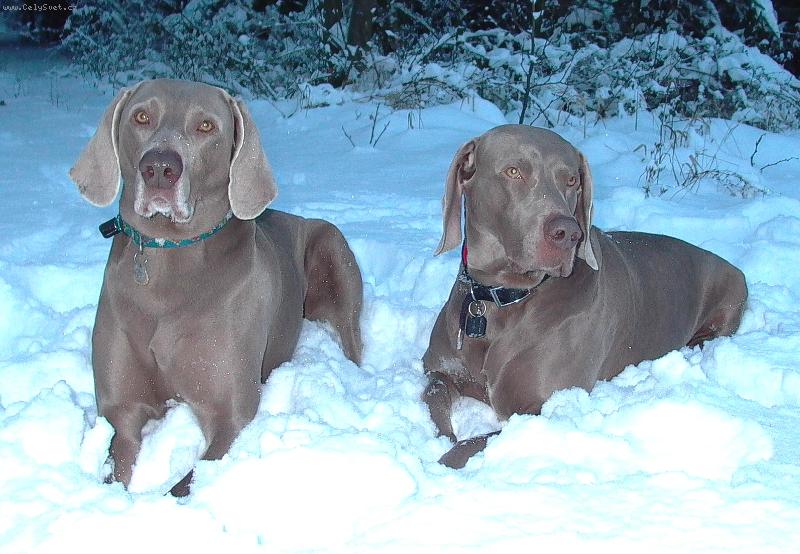 Foto: kamar�di-Krkono�e zima 2005/2006