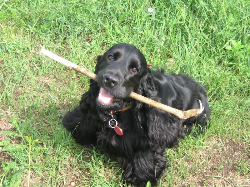 Foto: Percival Marcato Line