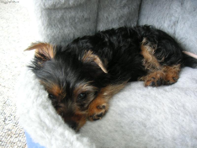 Foto: Odpo��v�n� v dome�ku-Maxi�ek...