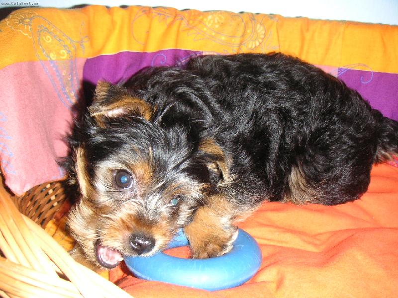 Foto: Maxik s kole�kem:-)