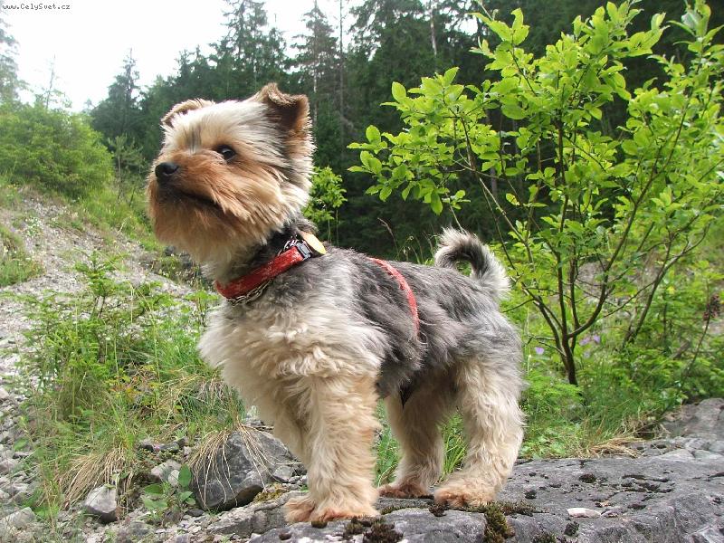 Foto: Buddy-Buddy na v�lete