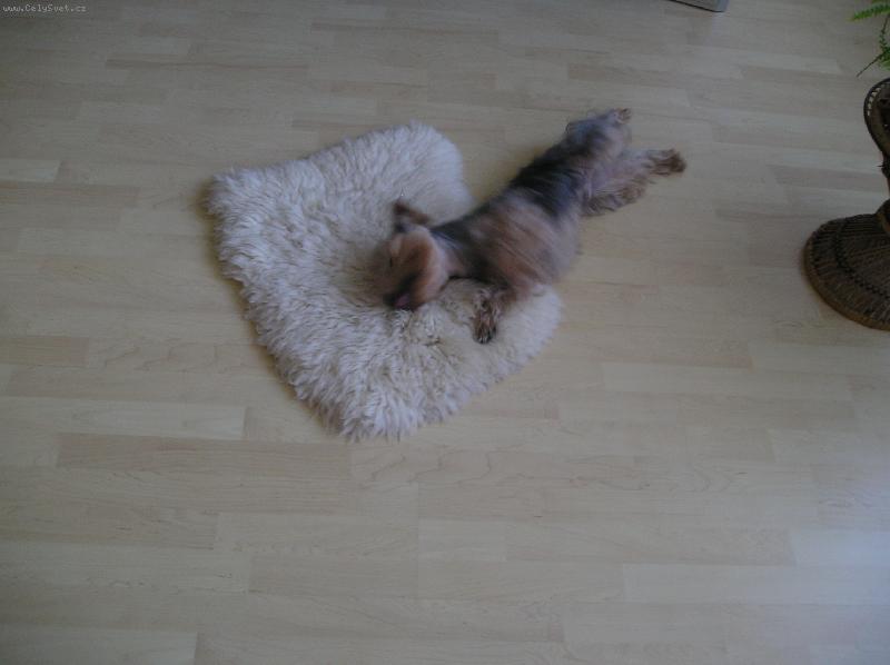 Foto: Ri��nek-v�len��koo