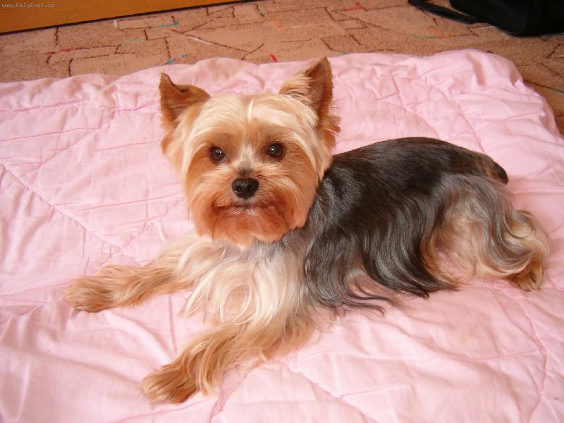 Foto: Tim-Tim�k si ale hov�