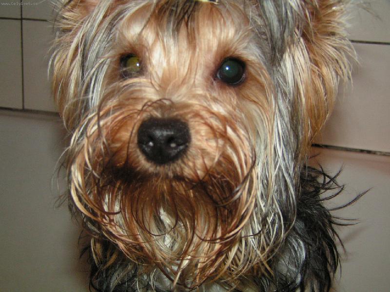 Foto: Ajku�ka-Na�e mali�k�