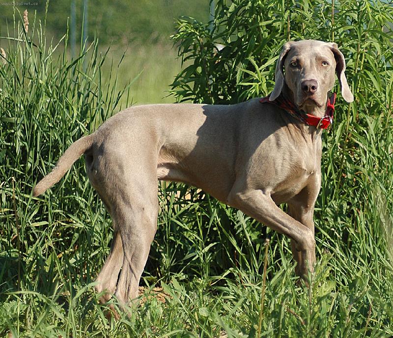 Foto: Indie frajerka