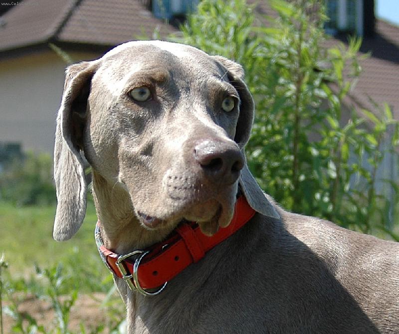 Foto: Indie elegantn� d�ma