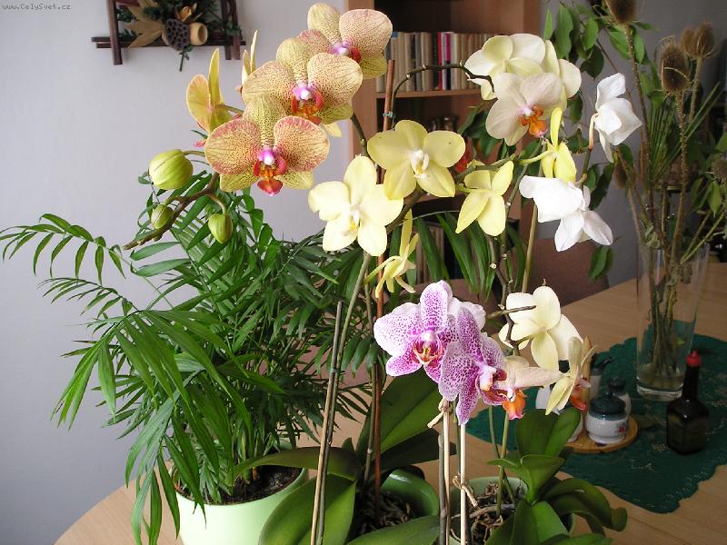 Foto: Orchideje