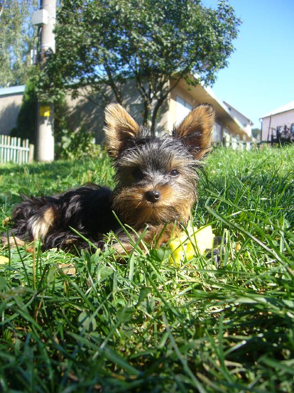 Foto: pohodi�ka na slun��ku :o)