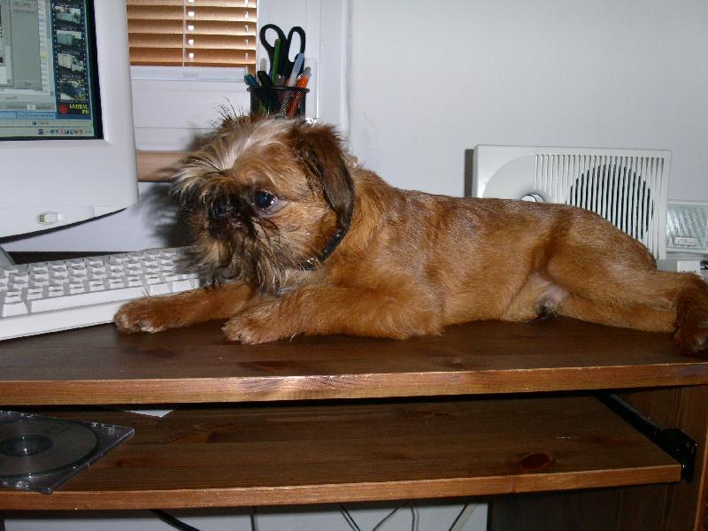 Foto: Bruselsk� grifonek