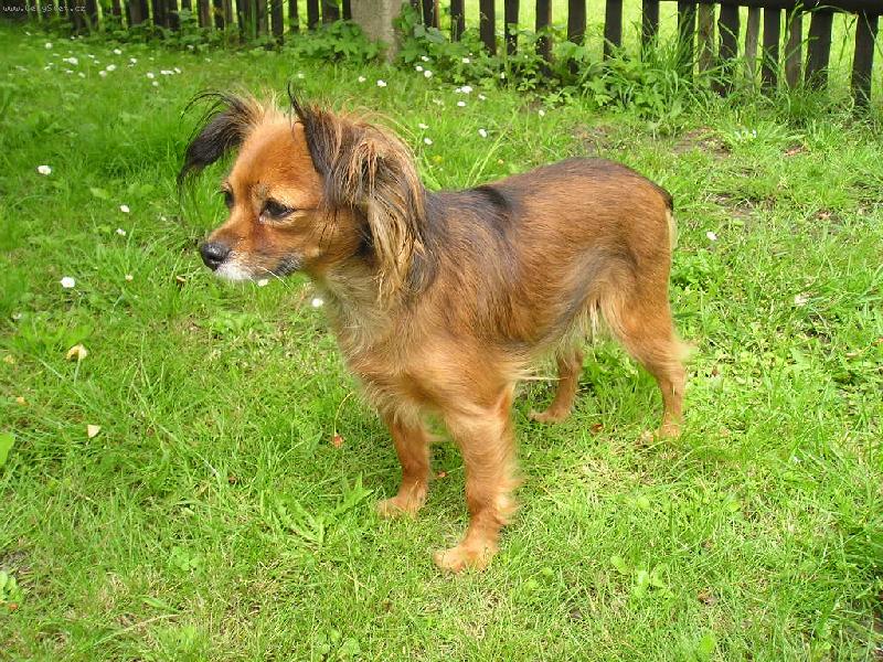 Foto: Axana-dnes již \"babka\" 10 letá