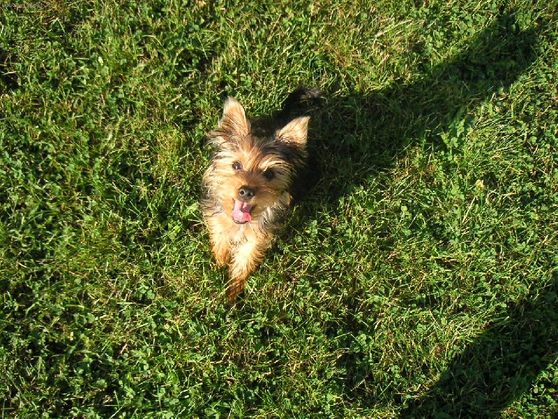 Foto: Mac�ek na zahrad�-Maxime