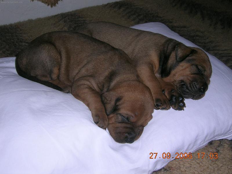 Foto: �t��ata-chov.st.Tosa Centrum