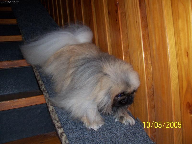 Foto: Schody - m�j nep��tel-Kdy� se mi nechce po schodech...