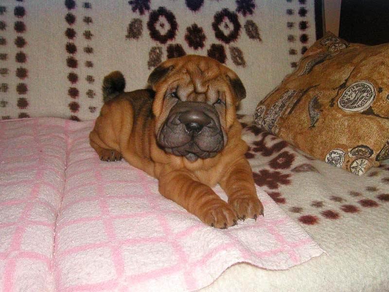 Foto: fenka Airin - 8 t�dn�