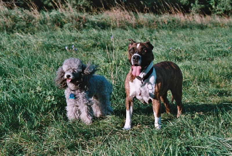 Foto: Odpoledn� vych�zka