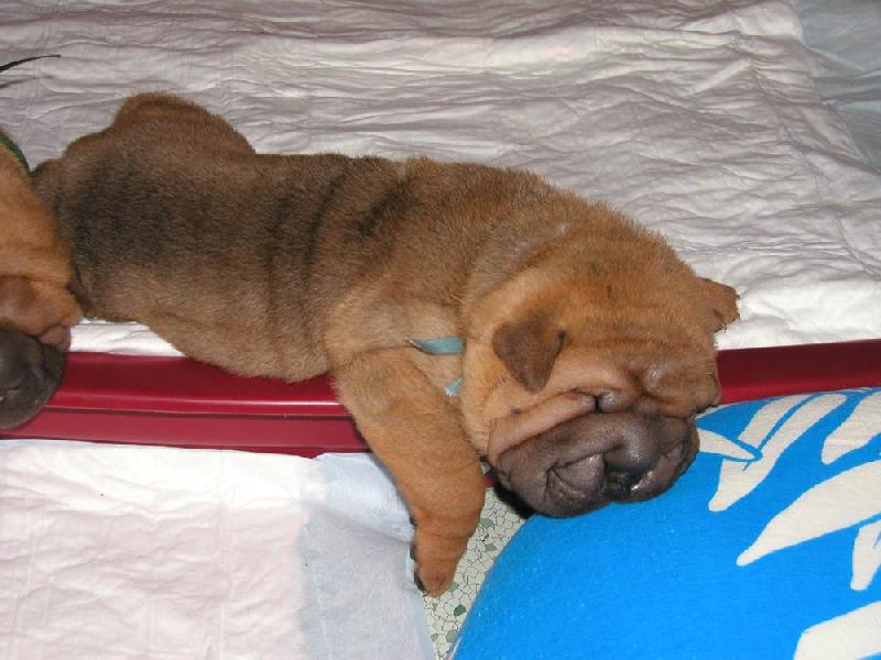 Foto: �t�n� Barney - 3 t�dny